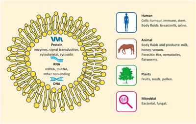Conventional and Nonconventional Sources of Exosomes–Isolation Methods and Influence on Their Downstream Biomedical Application